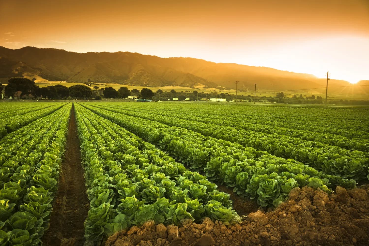 Agriculture Land